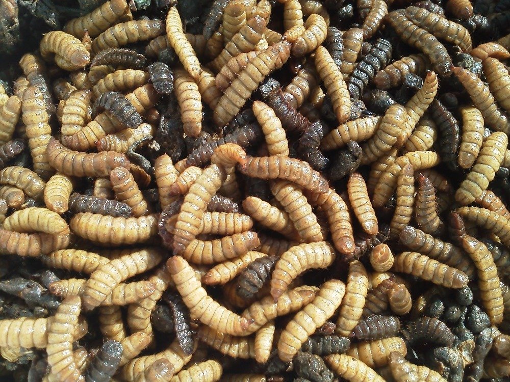 Black Soldier Fly Larva Meal (Maggots) | Afrimash.com - Nigeria Black Soldier Fly Larva Meal (Maggots) | Afrimash.com - Nigeria